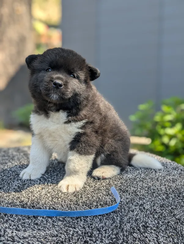 Embark tested parents  – Akita puppy for sale in Grants Pass, OR