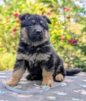 AKC/OFA/DM clear , a female German Shepherd Dog for sale in Grants Pass, OR – 3 of 8