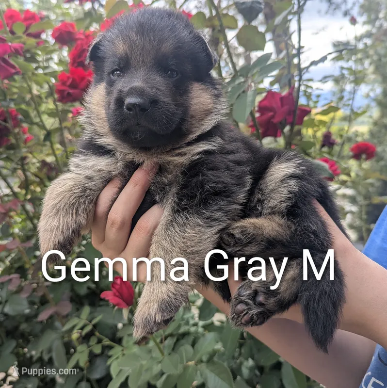 AKC/OFA/DM clear 🩶 M – German Shepherd Dog puppy for sale in Grants Pass, OR