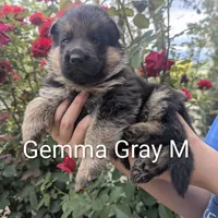 AKC/OFA/DM clear 🩶 M, a male German Shepherd Dog for sale in Grants Pass, OR – 1 of 3