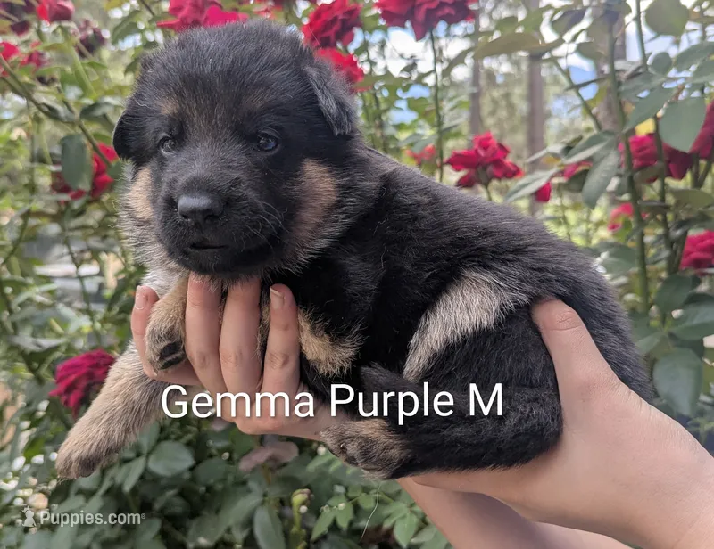 AKC/OFA/DM clear purple 💜 M – German Shepherd Dog puppy for sale in Grants Pass, OR