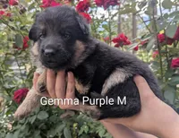 AKC/OFA/DM clear purple 💜 M, a male German Shepherd Dog for sale in Grants Pass, OR – 2 of 4