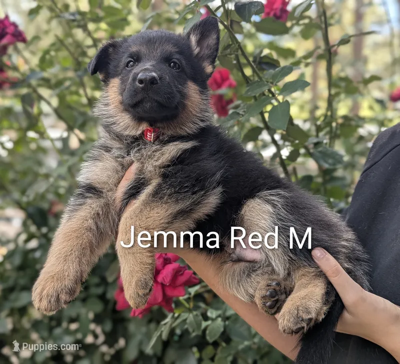 AKC/OFA/DM clear Red ♥️ M – German Shepherd Dog puppy for sale in Grants Pass, OR