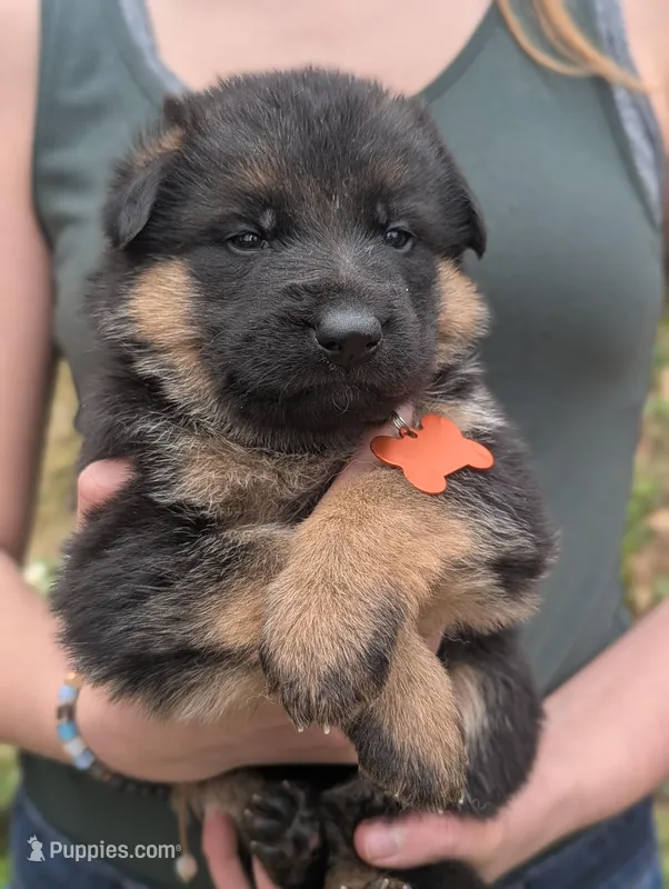 AKC/OFA Orange 🧡 F
