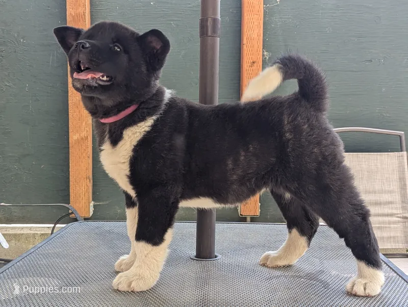 Embark tested parents  – Akita puppy for sale in Grants Pass, OR
