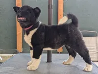 Embark tested parents , a female Akita for sale in Grants Pass, OR – 1 of 8