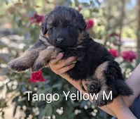 AKC/OFA/DM clear M, a male German Shepherd Dog for sale in Grants Pass, OR – 2 of 6