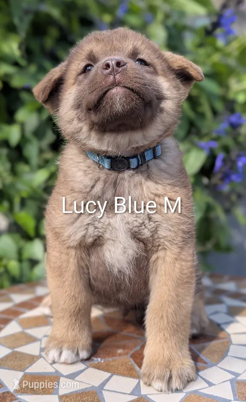 Chocolate Blue 💙 Male – Akita puppy for sale in Grants Pass, OR
