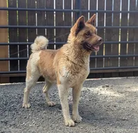 Embark tested parents yellow 💛 M, a male Akita for sale in Grants Pass, OR – 6 of 6