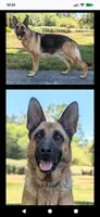 AKC/OFA/DM clear 🩶 M, a male German Shepherd Dog for sale in Grants Pass, OR – 3 of 3