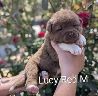 Chocolate Male ♥️, a male Akita for sale in Grants Pass, OR – 3 of 5