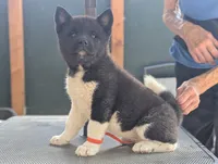 Embark tested parents , a female Akita for sale in Grants Pass, OR – 2 of 5
