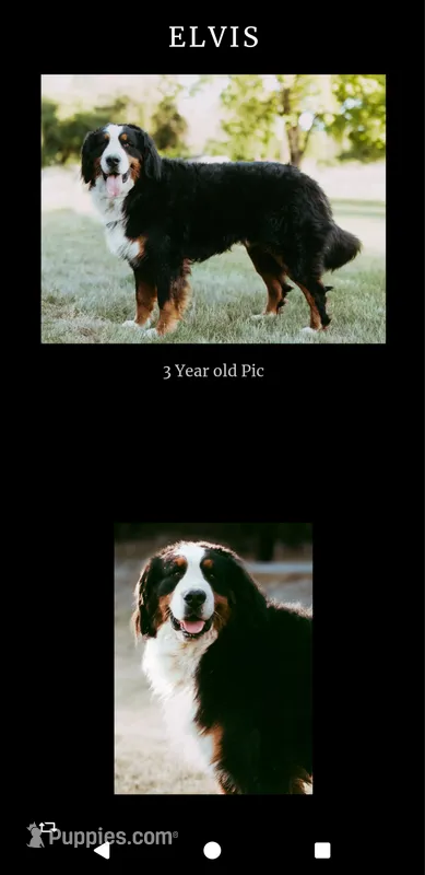 Elvis Neutered  – Bernese Mountain Dog puppy for sale in Grants Pass, OR