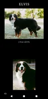 Elvis Neutered , a male Bernese Mountain Dog for sale in Grants Pass, OR – 1 of 1