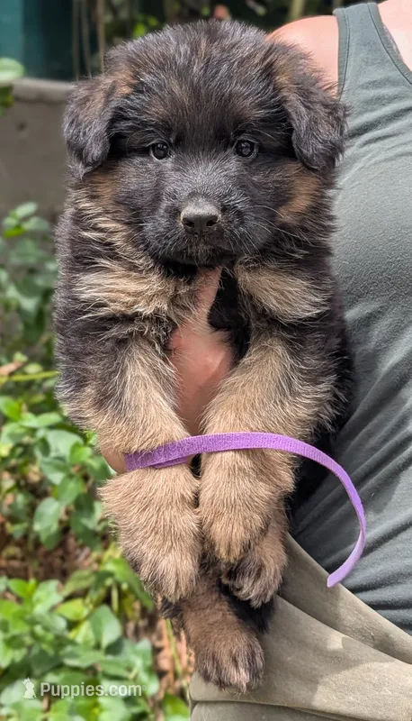 AKC/OFA/DM clear  – German Shepherd Dog puppy for sale in Grants Pass, OR