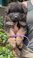 AKC/OFA/DM clear , a male German Shepherd Dog for sale in Grants Pass, OR – 1 of 4