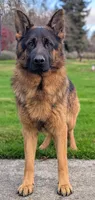AKC/OFA/DM clear F, a female German Shepherd Dog for sale in Grants Pass, OR – 4 of 5