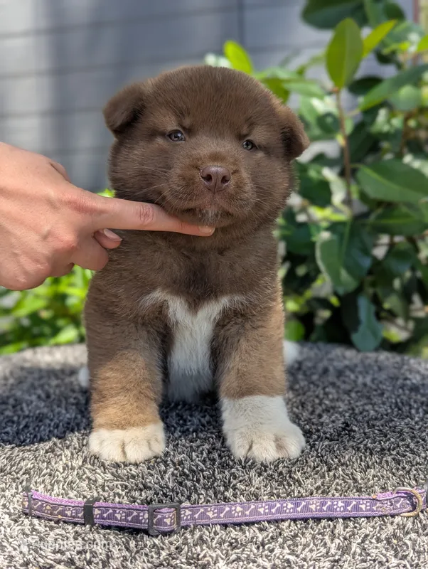 Embark tested parents – Akita puppy for sale in Grants Pass, OR
