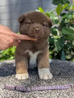 Embark tested parents, a male Akita for sale in Grants Pass, OR – 1 of 6