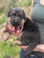 AKC / OFA Maroon ♥️ M, a male German Shepherd Dog for sale in Grants Pass, OR – Photo 5 of 7