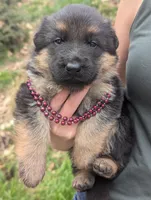 AKC / OFA Maroon ♥️ M, a male German Shepherd Dog for sale in Grants Pass, OR – Photo 4 of 7