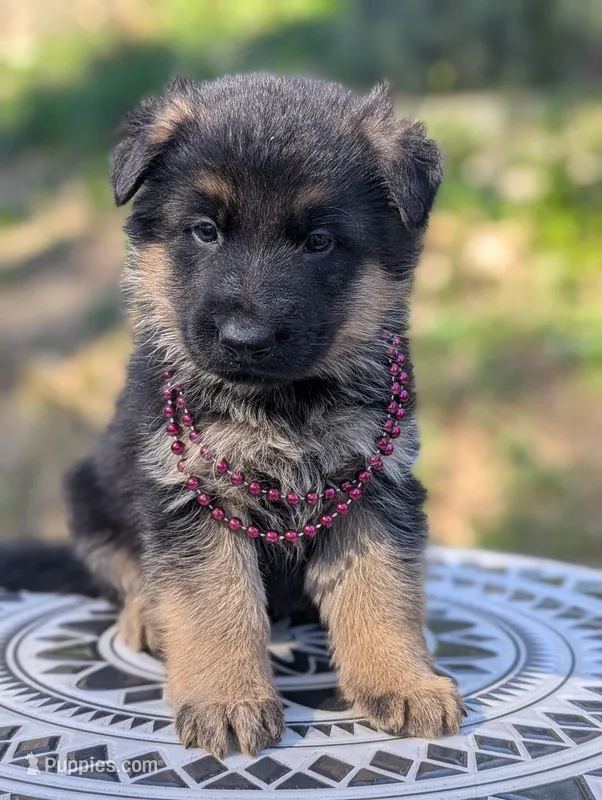 AKC / OFA Maroon ♥️ M – German Shepherd Dog puppy for sale in Grants Pass, OR