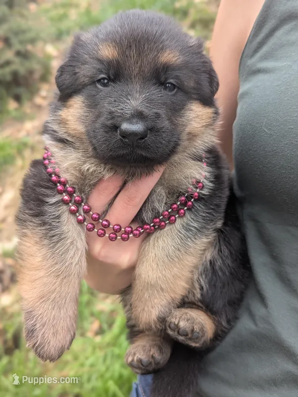 AKC / OFA Maroon ♥️ M