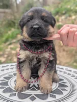 AKC / OFA Maroon ♥️ M, a male German Shepherd Dog for sale in Grants Pass, OR – Photo 2 of 7