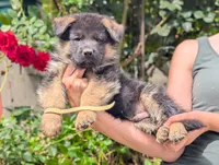 AKC/OFA/DM clear , a male German Shepherd Dog for sale in Grants Pass, OR – 2 of 4