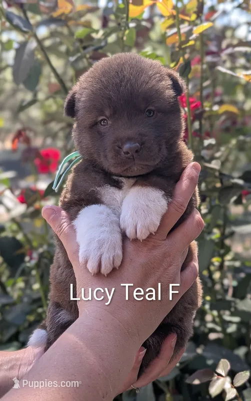 Chocolate Female Teal 🩵 – Akita puppy for sale in Grants Pass, OR