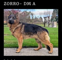 AKC/OFA/DM clear M, a male German Shepherd Dog for sale in Grants Pass, OR – 5 of 6