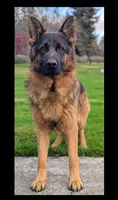 AKC/OFA/DM clear , a male German Shepherd Dog for sale in Grants Pass, OR – 4 of 4