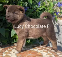 Chocolate pink F, a female Akita for sale in Grants Pass, OR – 5 of 9
