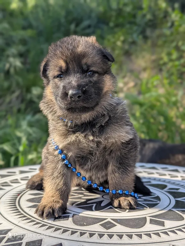 AKC/ OFA/ DM clear  – German Shepherd Dog puppy for sale in Grants Pass, OR