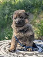 AKC/ OFA/ DM clear , a female German Shepherd Dog for sale in Grants Pass, OR – 4 of 8