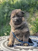 AKC/ OFA/ DM clear , a female German Shepherd Dog for sale in Grants Pass, OR – 5 of 8