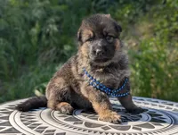 AKC/ OFA/ DM clear , a female German Shepherd Dog for sale in Grants Pass, OR – 6 of 8