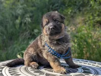 AKC/ OFA/ DM clear , a female German Shepherd Dog for sale in Grants Pass, OR – 3 of 8