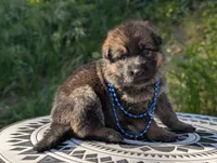 AKC/ OFA/ DM clear , a female German Shepherd Dog for sale in Grants Pass, OR – 2 of 8