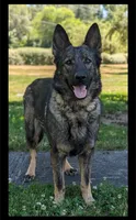 AKC/OFA/DM clear , a female German Shepherd Dog for sale in Grants Pass, OR – 8 of 8