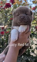 Chocolate Male ♥️, a male Akita for sale in Grants Pass, OR – 2 of 5