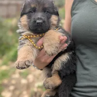 AKC/OFA Gold 🪙 M, a male German Shepherd Dog for sale in Grants Pass, OR – Photo 1 of 5