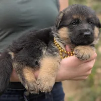 AKC/OFA Gold 🪙 M, a male German Shepherd Dog for sale in Grants Pass, OR – Photo 2 of 5