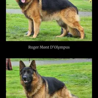 AKC/OFA Gold 🪙 M, a male German Shepherd Dog for sale in Grants Pass, OR – Photo 4 of 5