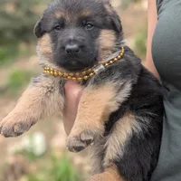 AKC/OFA Gold 🪙 M, a male German Shepherd Dog for sale in Grants Pass, OR – Photo 3 of 5