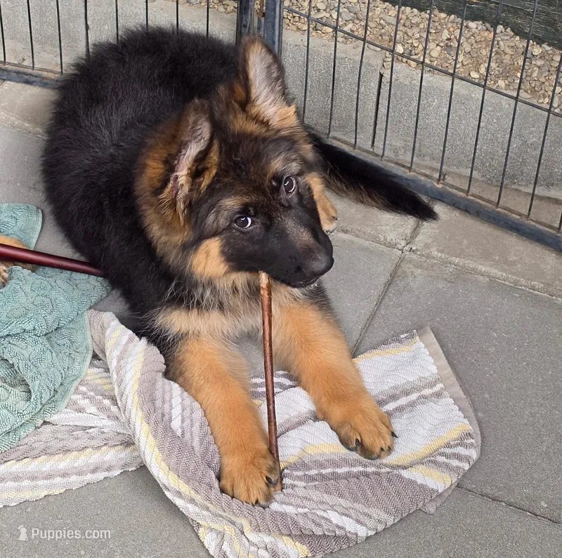 AKC/OFA/DM clear  – German Shepherd Dog puppy for sale in Grants Pass, OR