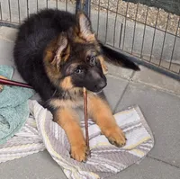 AKC/OFA/DM clear , a female German Shepherd Dog for sale in Grants Pass, OR – 1 of 5