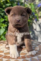 Chocolate pink F, a female Akita for sale in Grants Pass, OR – 2 of 9