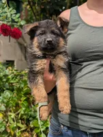 AKC/OFA/DM clear , a female German Shepherd Dog for sale in Grants Pass, OR – 2 of 4