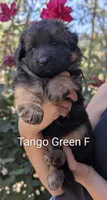 AKC/OFA/DM clear , a male German Shepherd Dog for sale in Grants Pass, OR – 2 of 4